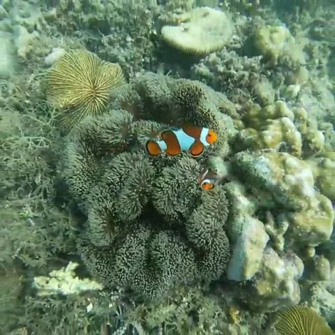 Diving underwarter and beutiful fish Stock Footage 205618023