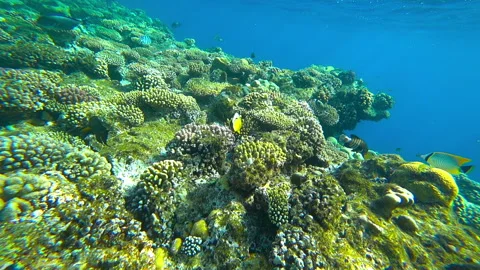 Diving underwater around fish and corals Stock Footage 85718398