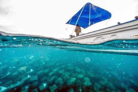 Diving underwater with a Huge school of mobulas mobula munkiana in cortez s.. Stock Photos