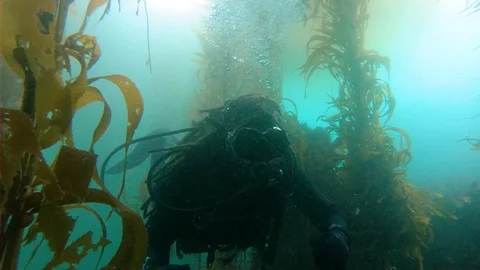 Diving in Underwater Jungle Stock Footage 129223928