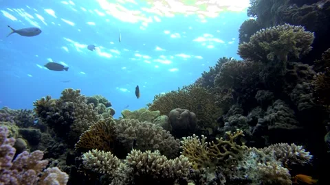 Diving.  Underwater life in the ocean. Stock Footage 148037870