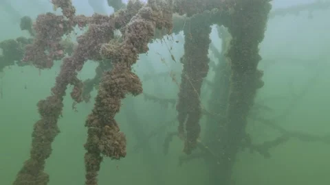 Diving in an underwater tree wrapped in clams in a dam Stock Footage 279145330
