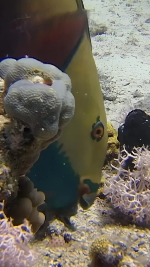 Diving into the underwater world of parrot fish feeding on coral reef treasures Stock Footage 299178104