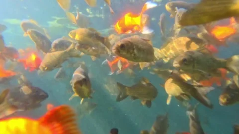 Diving into a vibrant underwater world Stock Footage 311067614