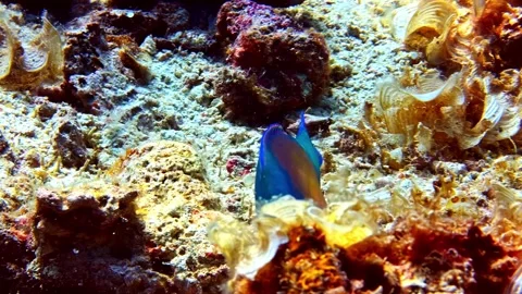 Diving View of Tropical Reef Fish Stock Footage 344526407