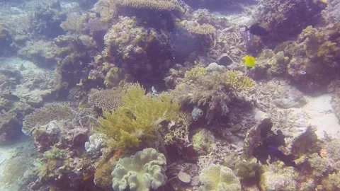 Diving watching trigger fish and yellow fish on coral reef gardens  coral Stock Footage 158713813