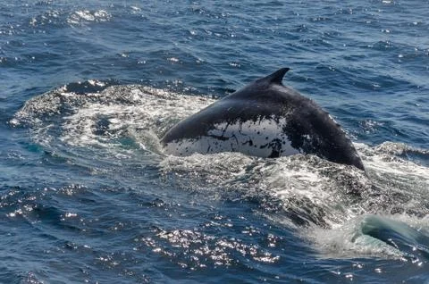 The diving whale Stock Photos