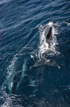 The diving whale Stock Photos