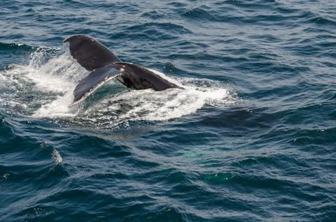 The diving whale Stock Photos