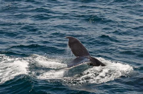 The diving whale Stock Photos