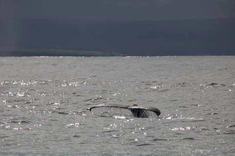 A diving whale Stock Photos