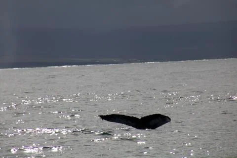 A diving whale Stock Photos