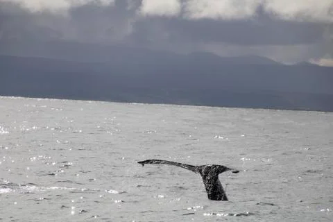 A diving whale Stock Photos