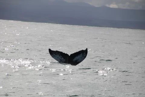 A diving whale Stock Photos