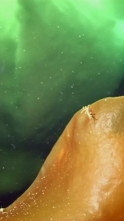 Diving in the white sea exploring the arctic ocean ecosystem Video stock 314299133