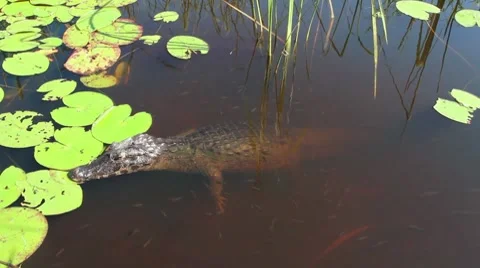 Diving yacaré Stock Footage 7749508