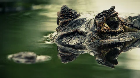 Diving yacaré Stock Footage 32273133