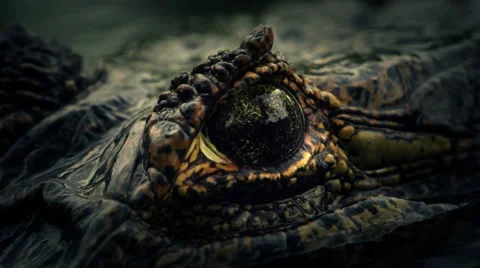 Diving Yacare Stock Footage 32921611