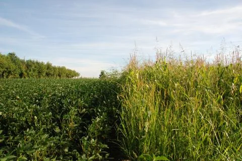 Division of Crops Stock Photos