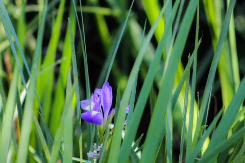Dixie Iris in the Florida swamp Stock Photos