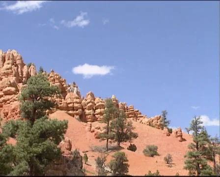 DIXIE NATIONAL FOREST  pine trees growing on eroded red limestone cliff Stock Footage 41452997