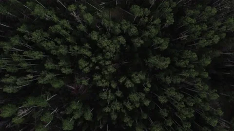 Dixie National Forest of Utah Stock Footage 173266893