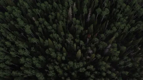 Dixie National Forest of Utah Stock Footage 173267757