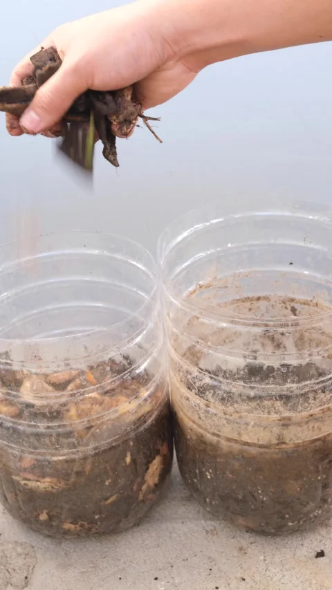 DIY backyard composting Stock Footage 266953024