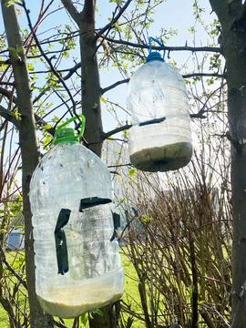 DIY bird feeder made from plastic bottles hanging on tree branches, surrounded Stock Photos