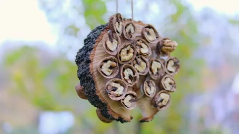 Diy bird feeder with nuts handmade Stock Footage 292770386
