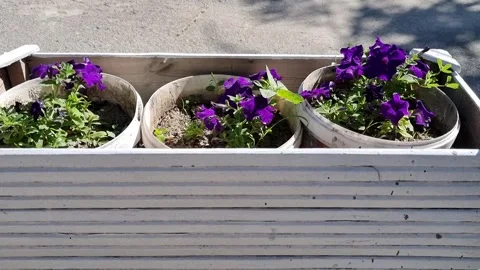DIY flowerbed Stock Footage 337416062