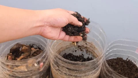 DIY home compost making Stock Footage 266953079