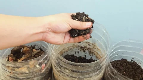 DIY home compost making Stock Footage 267785697