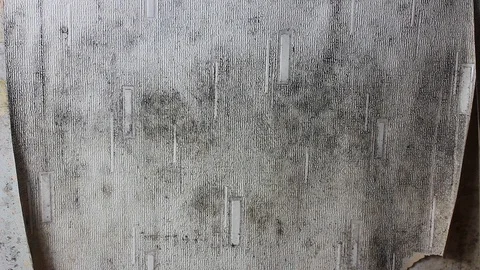 DIY man redecorating stripping damp mouldy wallpaper from house interior wall Video stock 123913114