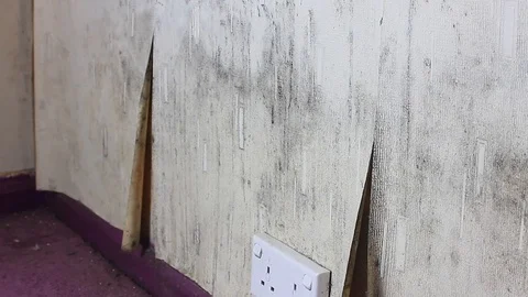 DIY man redecorating stripping damp mouldy wallpaper from house interior wall Video stock 123913184