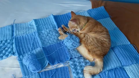 DIY patchwork plaid and blue yarn with a cute red cat laying on it and licking Stock Footage 206401833