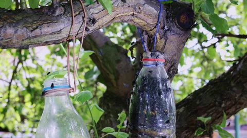 Diy plastic bottle fly trap hanging on a tree branch 库存影片 333917140