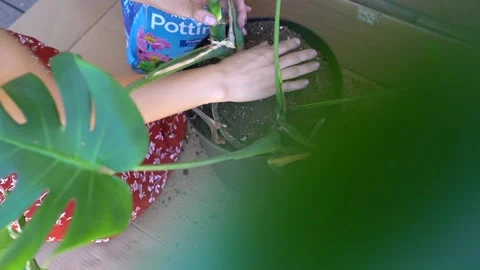 DIY Potting Plant 2 Stock Footage 167048162