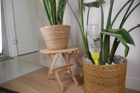 DIY Self-Watering Bottle Insert In Indoor Plant Pot For Easy Plant Watering And Stock Photos