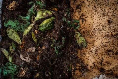 A DIY worm farm composting bin in an apartment Stock Photos
