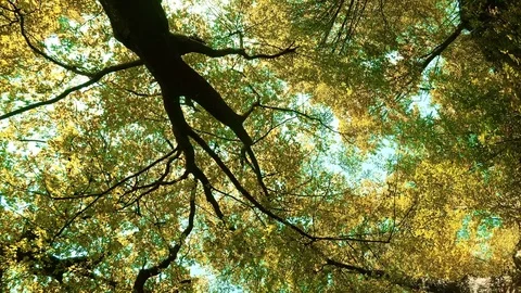 Dizziness in autumn forest Stock Footage 80598297