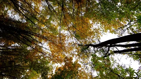 Dizziness in the autumn forest Stock Footage 81096302
