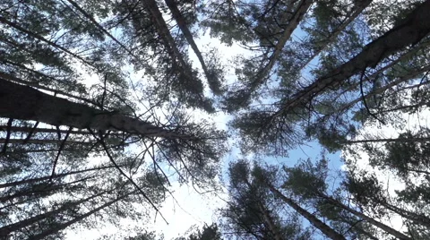 Dizziness in the forest Stock Footage 49021139