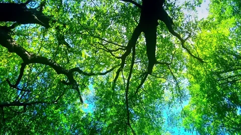 Dizziness in forest Stock Footage 80598370