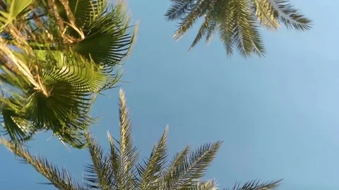 Dizziness in palms Stock Footage 83320239