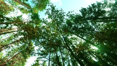 Dizziness in the woods Stock Footage 80597870