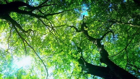 Dizziness in the woods Stock Footage 80598970