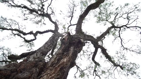 Dizzy Lost Spinning Rain Tree Stock Footage 50726023