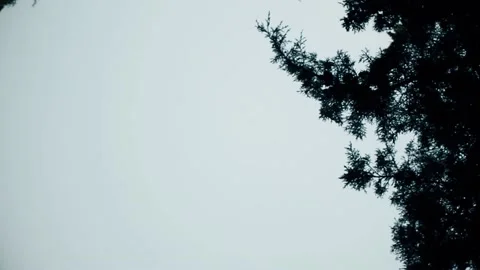 Dizzy Sky with Trees Video stock 130943605