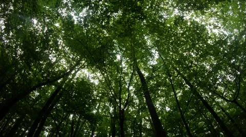 Dizzy from the spring forest view from the bottom up panorama Stock Footage 37776181